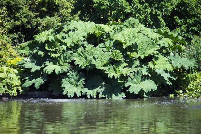 Gunnera olbrzymia Gunnera manicata P11