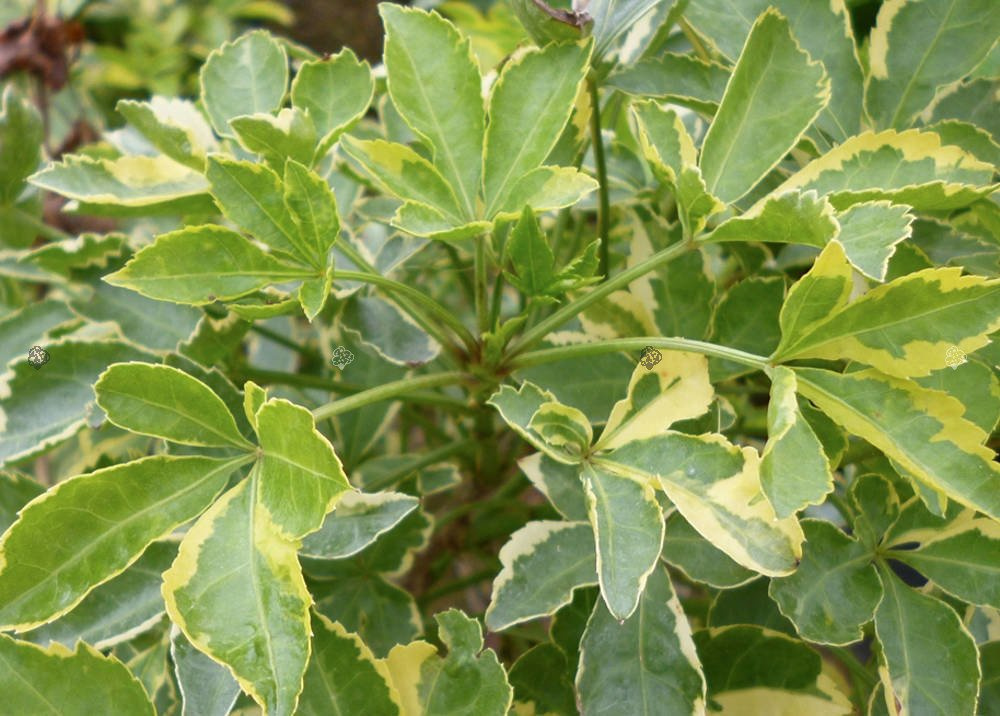 Kolcosił Siebolda Variegatus Eleutherococcus sieboldianus C3