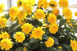 Słonecznik Double Whammy Helianthus C2