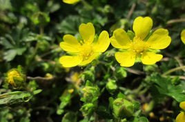 Pięciornik krzewiasty Kobold Potentilla fruticosa C2