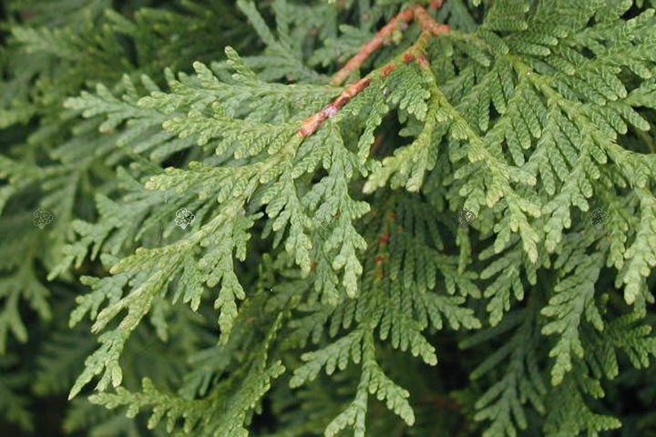 Tuja Columna Thuja occidentalis P9
