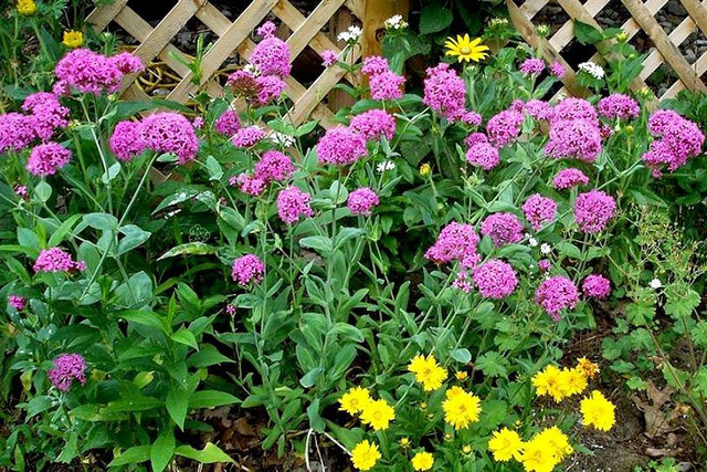 Lepnica wschodnia Silene orientalis P9