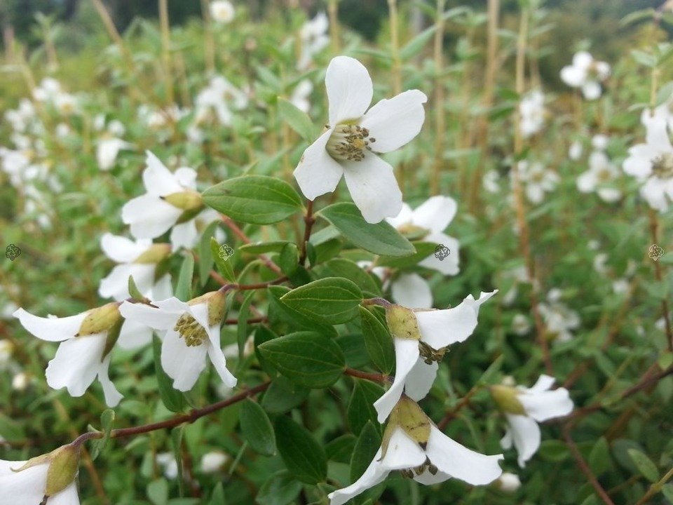 Jaśminowiec Limestone Philadelphus Alabaster P9