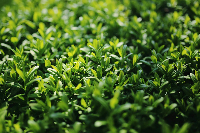 Ligustr pospolity Ligustrum vulgare C5