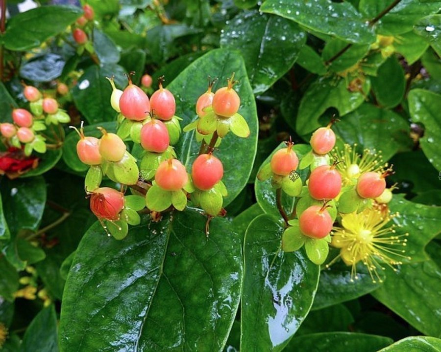 Dziurawiec bezwonny Magical Beauty PBR Hypericum inodorum C2