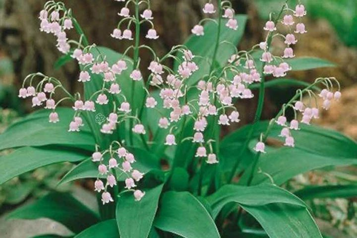 Konwalia majowa Rosea Convallaria majalis P9