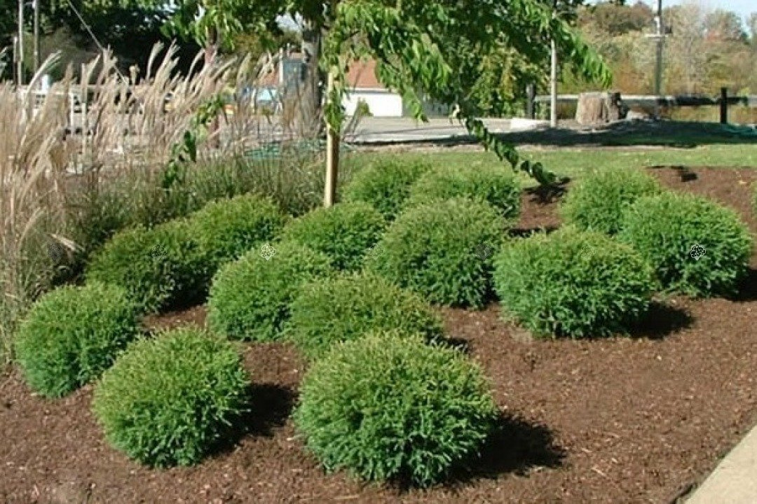 Tuja Mr Bowling Ball Thuja occidentalis C2