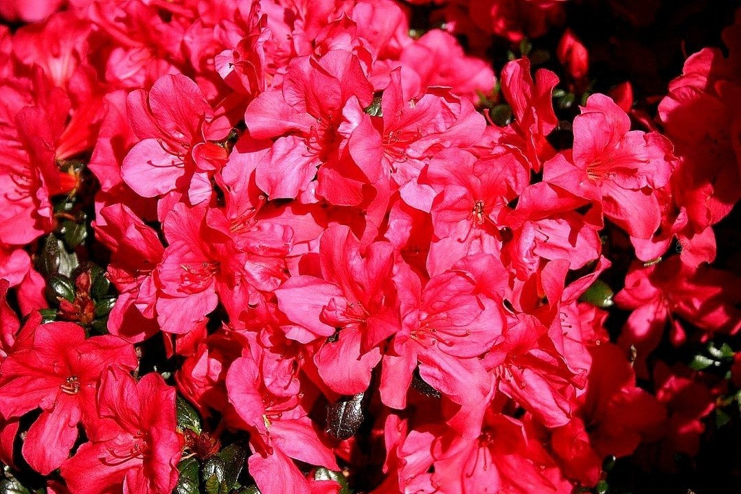 Azalia japońska Maruschka PBR Rhododendron obtusum C2