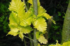 Wiąz holenderski Wredei Ulmus hollandica C2