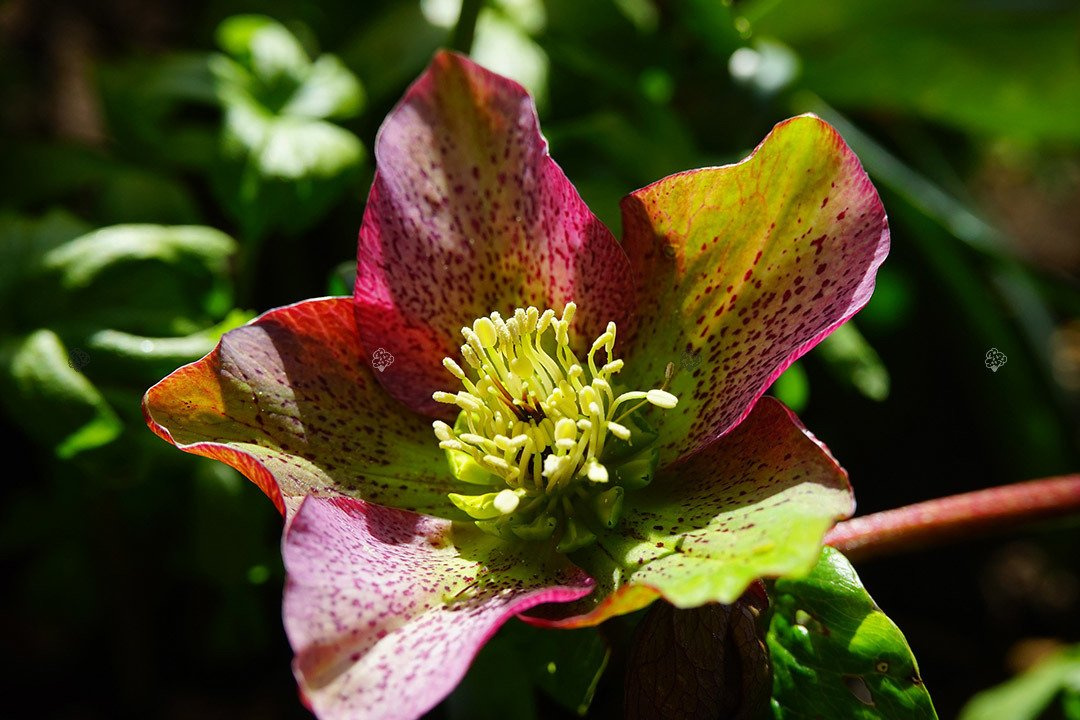 Ciemiernik biały Helleborus niger P9