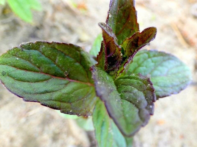 Mięta Czekoladowa Chocolate Mentha piperita P9
