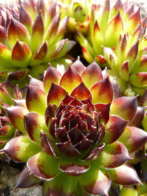 Rojnik murowy Purpureum Sempervivum tectorum P9