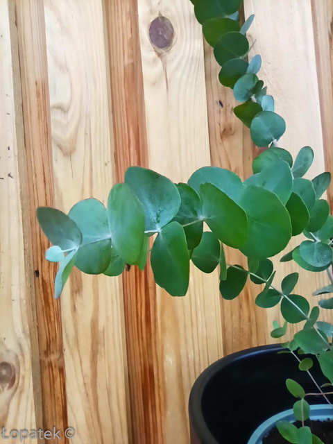 Eukaliptus górski Eucalyptus gunnii C2