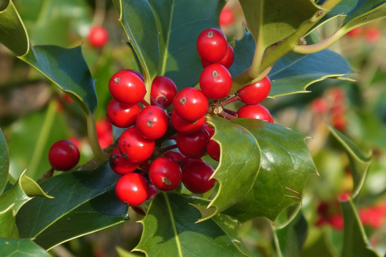Ostrokrzew Meservy Blue Princess Ilex meserveae C2