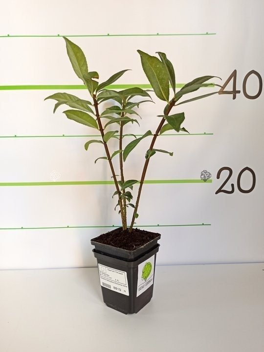 Trzmielina Oskrzydlona Euonymus alatus C5