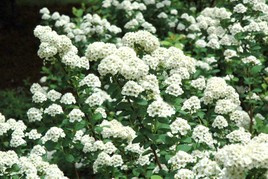 Tawuła brzozolistna Tor Spiraea betulifolia C2