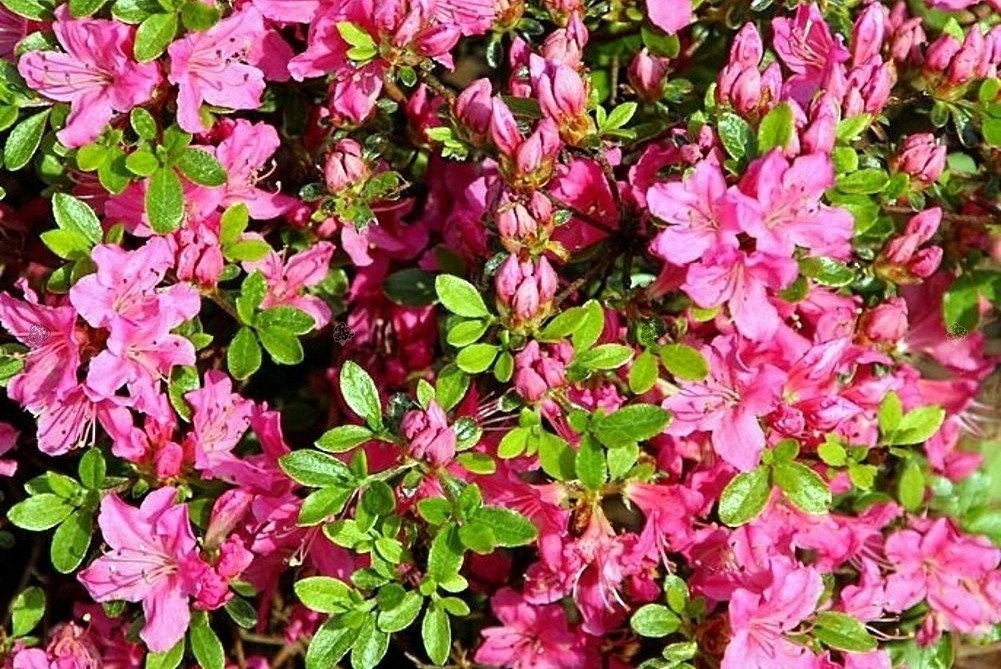 Azalia japońska Diamant Rosa Rhododendron obtusum C2