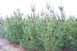 Sosna rumelijska Glauca Compacta Pinus peuce C5