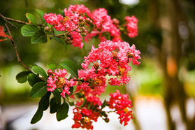 Lagerstroemia indyjska Enduring Red Lagerstroemia indica P9