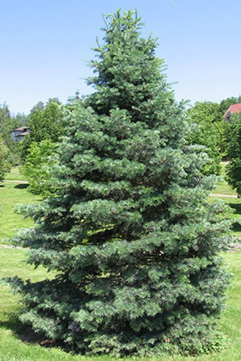 Jodła jednobarwna kalifornijska Abies concolor C5