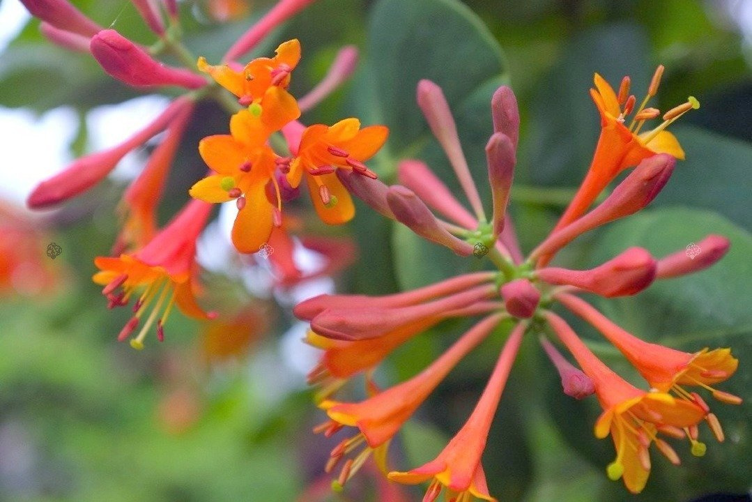 Wiciokrzew Heckrotta Goldflame Lonicera heckrottii P9