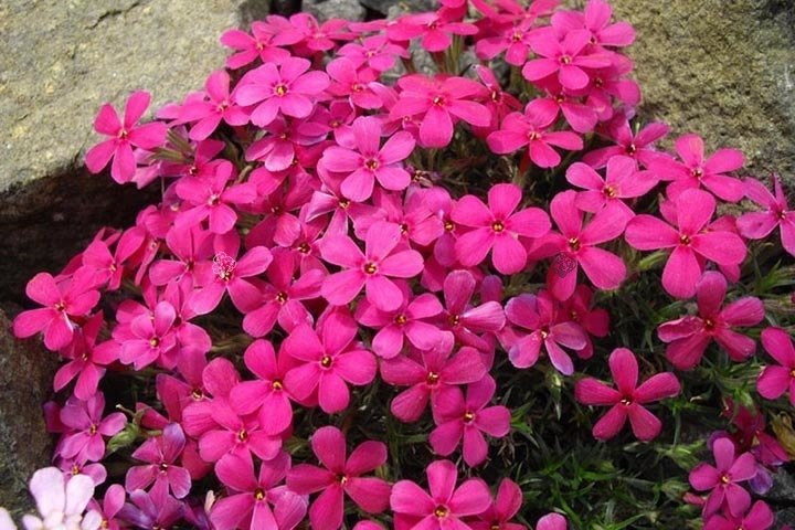 Floks Douglasa Crackerjack Phlox douglasii C1