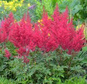 Tawułka Fanal Astilbe arendsii P9