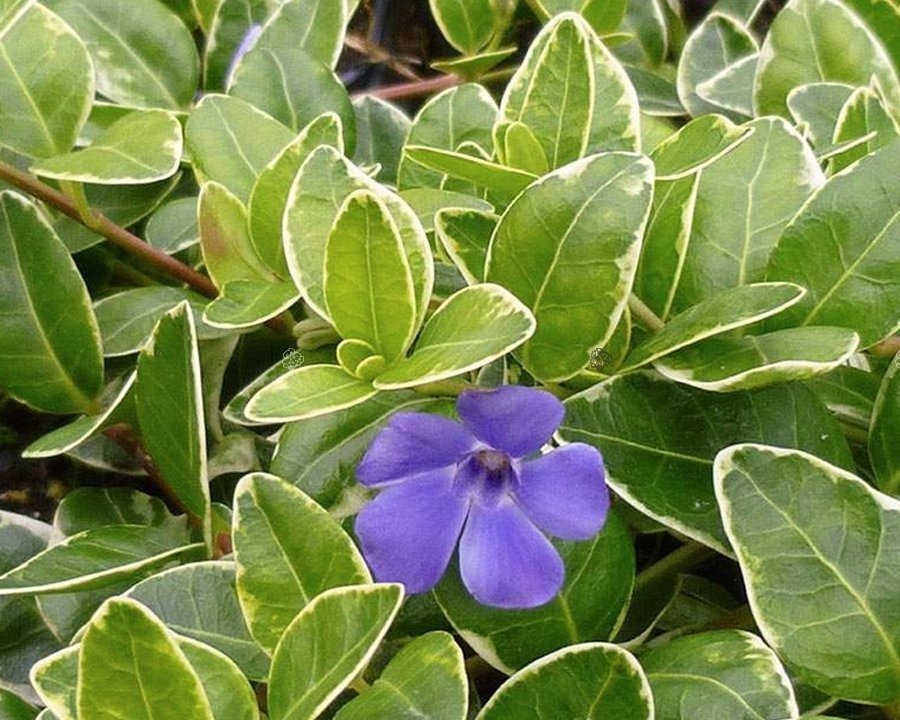 Barwinek pospolity Aureovariegata Vinca minor C2