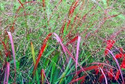 Proso rózgowate Squaw Select Panicum virgatum C3