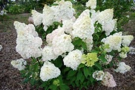 Hortensja bukietowa Diamantino PBR Hydrangea paniculata C5