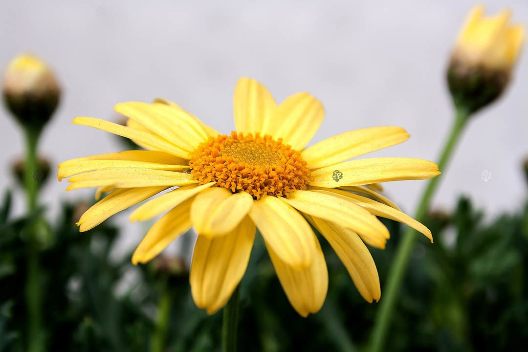Złocieniec alpejski Chrysanthemum alpinum P9