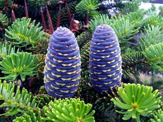 Sosna syberyjska Pinus sibirica