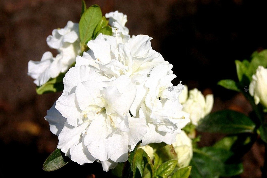 Azalia japońska Eisprinzessin PBR Rhododendron obtusum C2