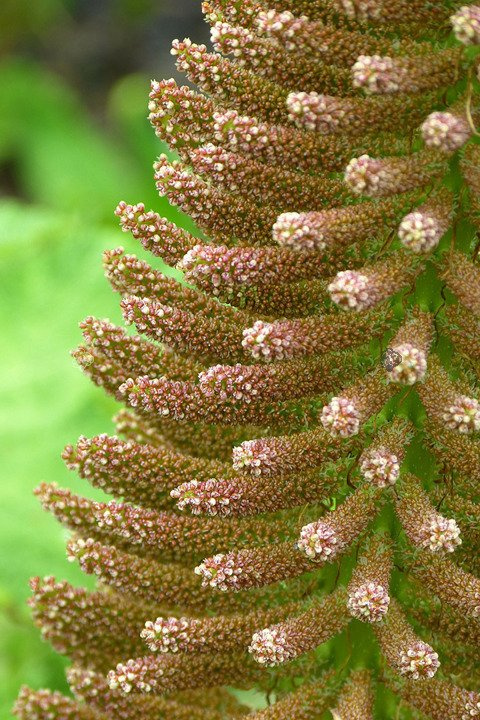 Gunnera olbrzymia Gunnera manicata P11