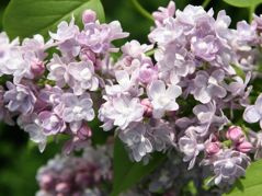 Lilak pospolity Katherine Havemeyer Syringa vulgaris C5