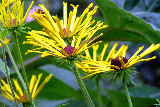 Rudbekia nibykutnerowata Little Henry Rudbeckia subtomentosa C2