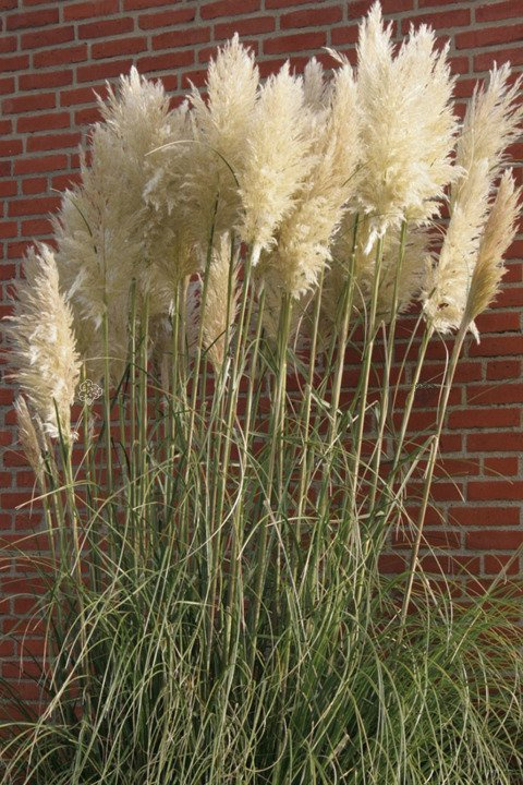 Trawa pampasowa Pumila Cortaderia selloana P9