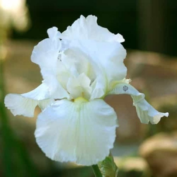 Kosaciec White Iris germanica C2