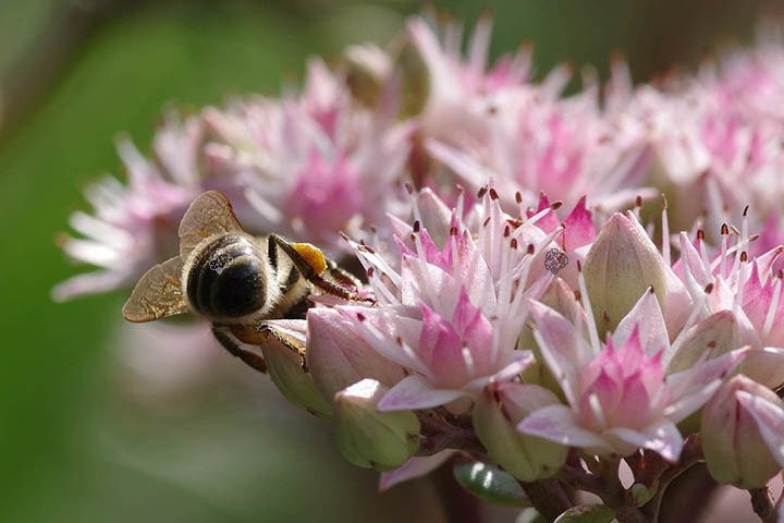 Rozchodnik kaukaski Variegatum Sedum spurium P9