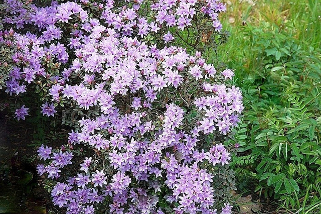 Różanecznik karłowy Buchlovice Rhododendron impeditum C1,5