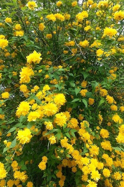 Złotlin japoński Pleniflora Kerria japonica C2