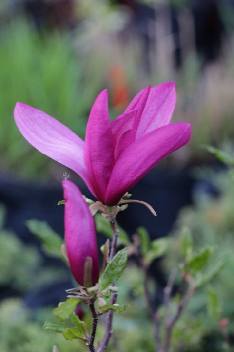 Magnolia Susan Magnolia C5