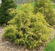 Cyprysik groszkowy Filifera Aurea Chamaecyparis pisifera C3