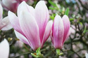 Magnolia Soulange'a  Magnolia soulangeana