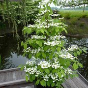 Kalina japońska Kilimandjaro Sunrise JWW5 PBR Viburnum plicatum C3