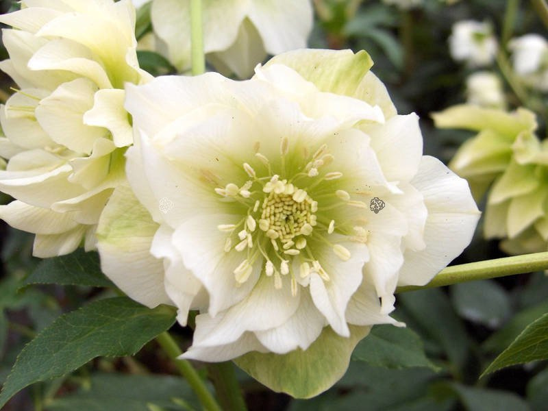 Ciemiernik wschodni Double Ellen White Helleborus orientalis P9