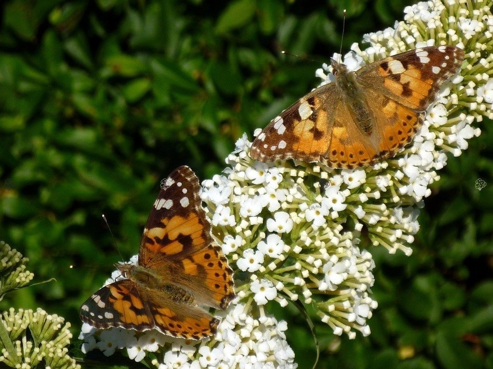 Budleja Dawida White Ball Buddleja davidii P9