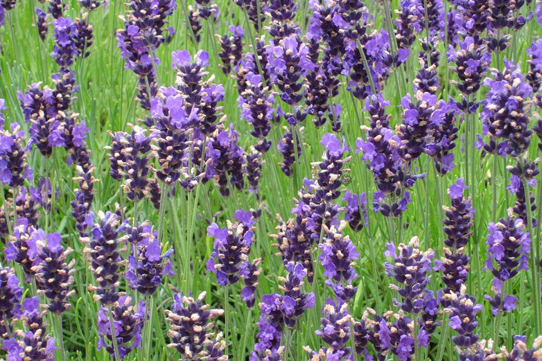 Lawenda wąskolistna Hidcote Blue Scent Lavandula angustifolia P9