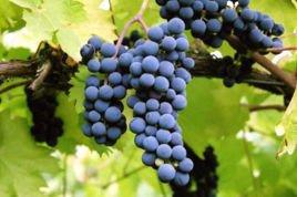 Winorośl Marechal Foch Vitis C2