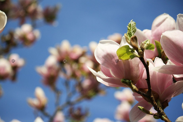 Magnolia Soulange'a  Magnolia soulangeana 